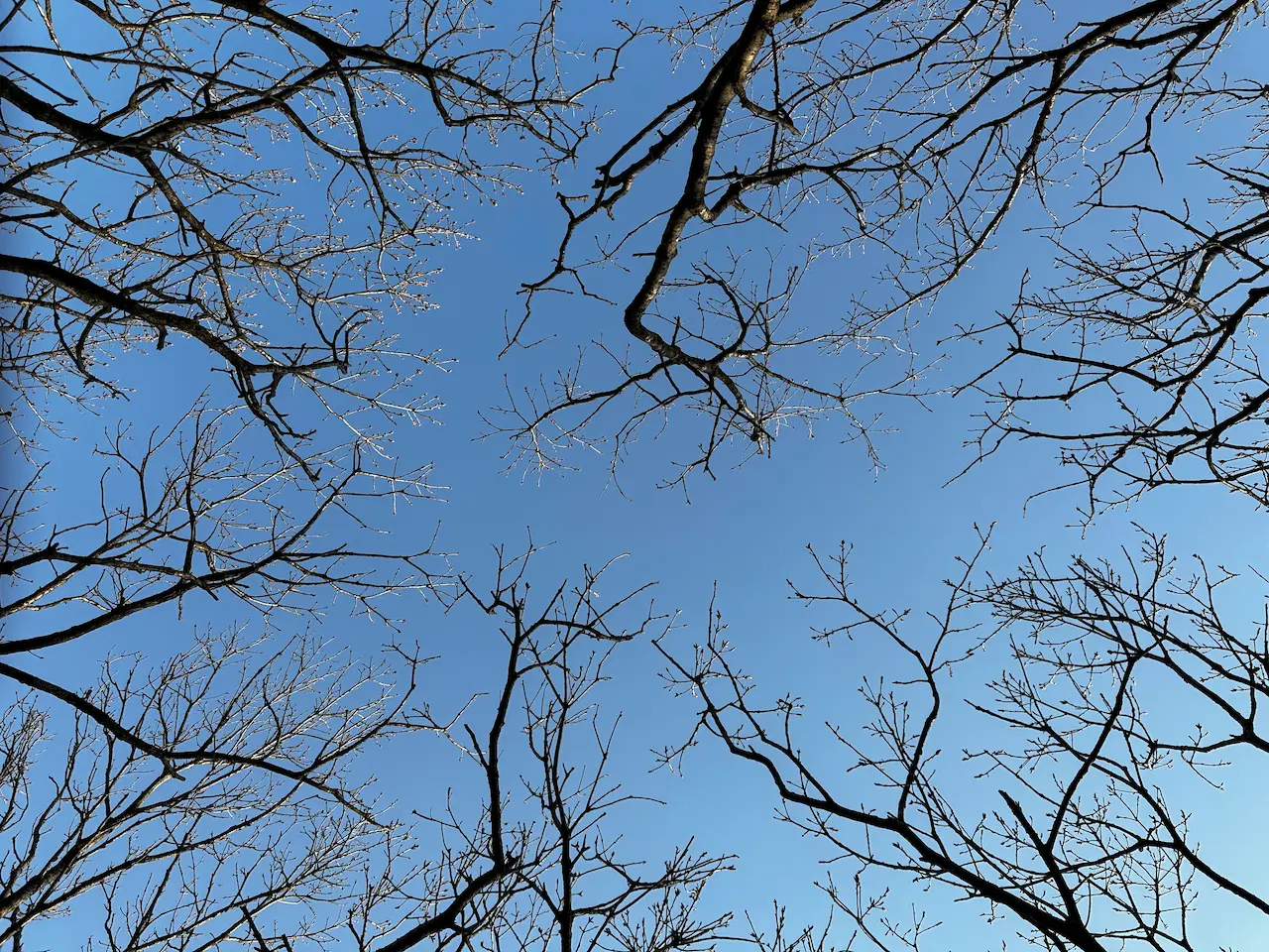 올려다본 하늘